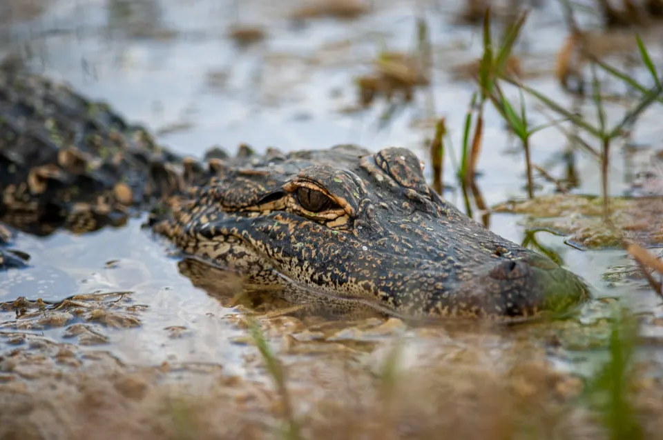 An alligator in a Florida Everglades waterway