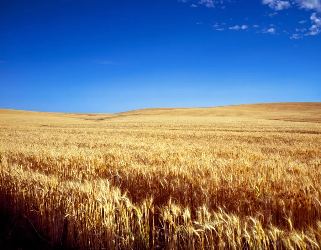 Golden wheat field ready for harvest in Kansas