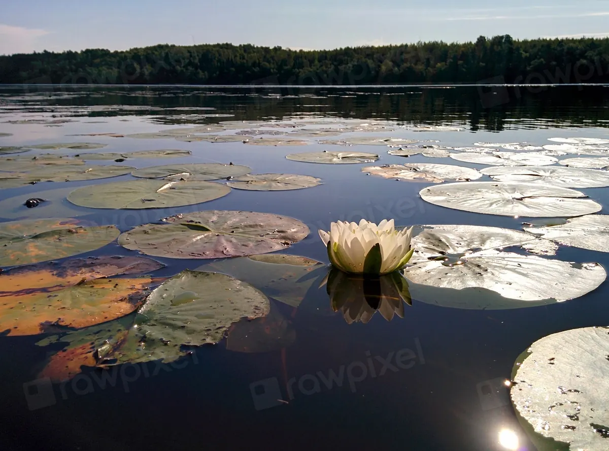 Water lilies on a quiet Minnesota lake