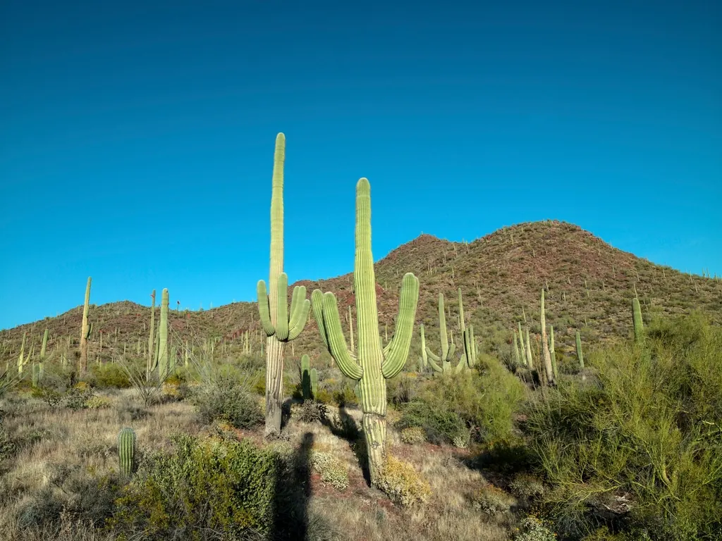 Saguaro cactus in the Sonoran Desert under a blue sky