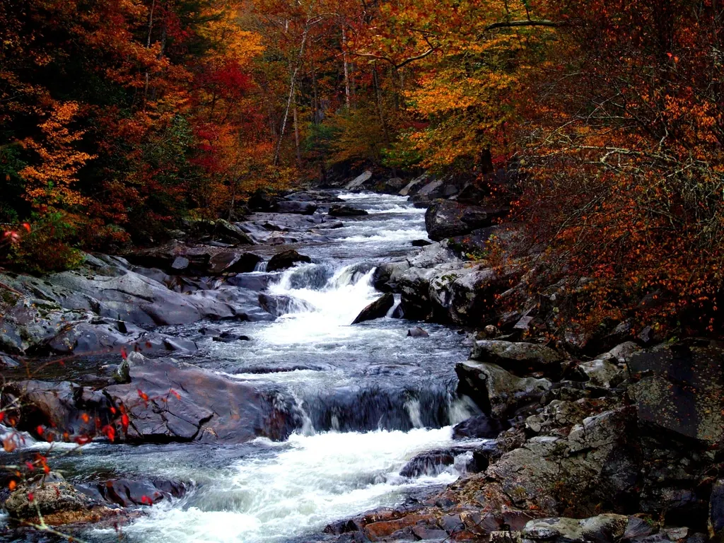 A mountain stream through autumn forest in Tennessee