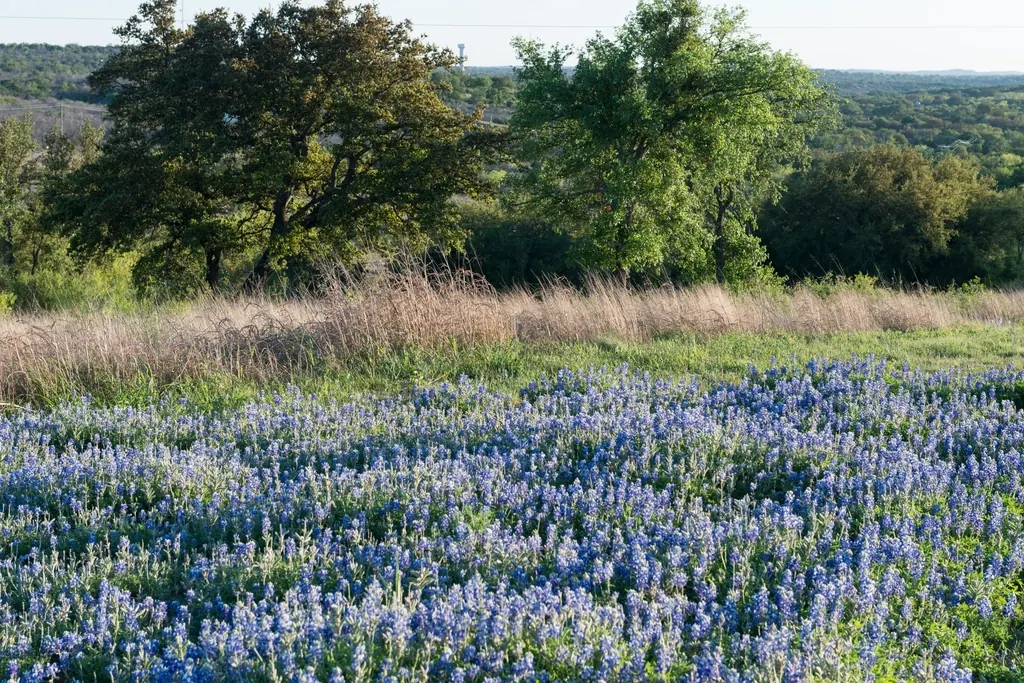 Field of bluebonnet wildflowers in the Texas Hill Country